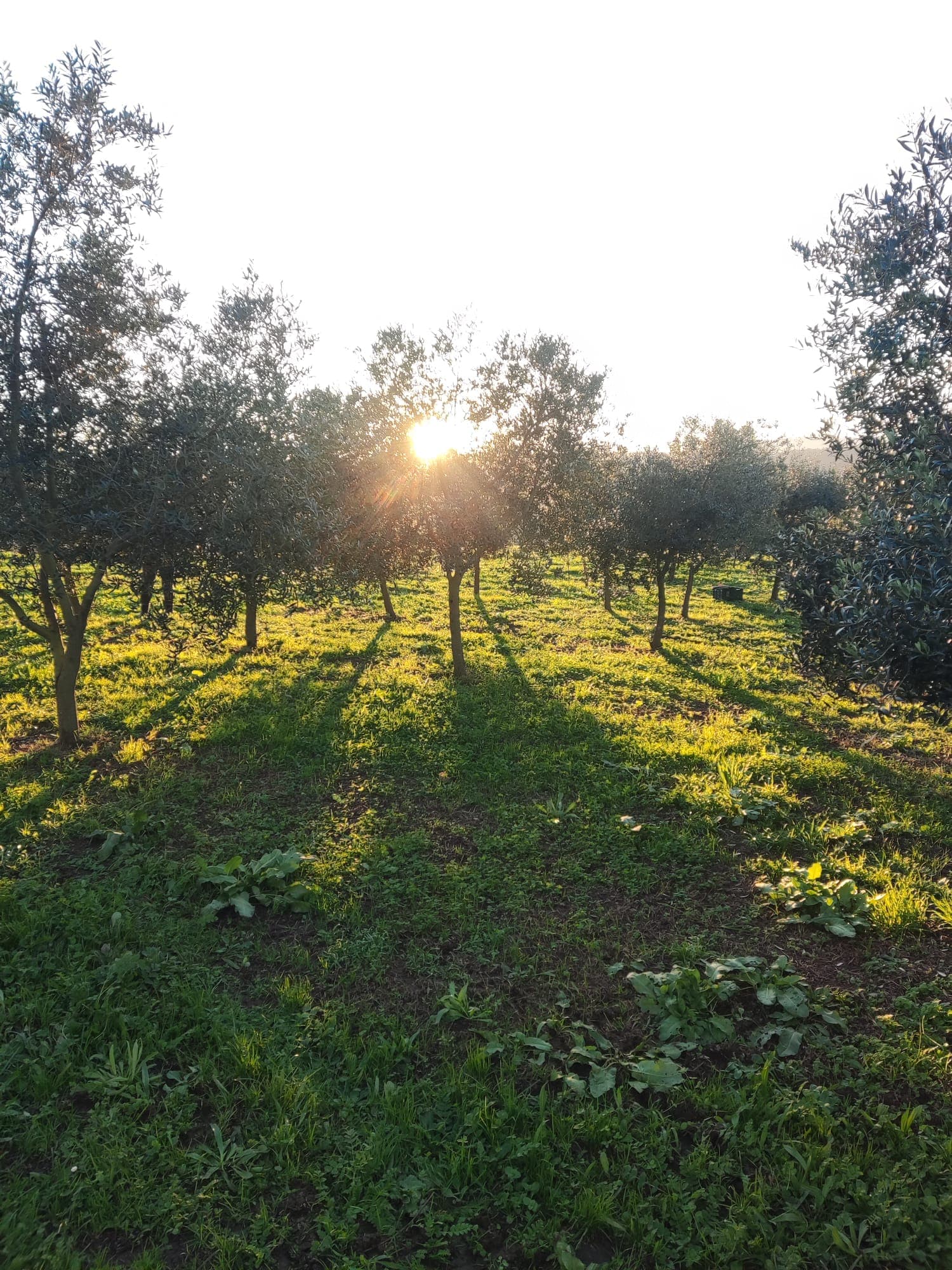 Vista panorámica de nuestro olivar en Callobre, rodeado de paisaje atlántico.
